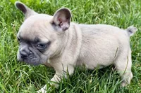 Knox, a male French Bulldog for sale in Sturgis, MI – 6 of 10