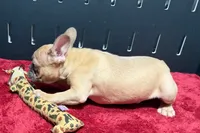 Yack, a male French Bulldog for sale in Sturgis, MI – 10 of 10