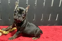 Yarma, a female French Bulldog for sale in Sturgis, MI – 10 of 10