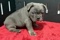 Lionel, a male French Bulldog for sale in Sturgis, MI – 6 of 10