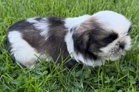 Guy, a male Shih Tzu for sale in Sturgis, MI – 10 of 10