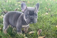 Noah, a male French Bulldog for sale in Sturgis, MI – 2 of 10