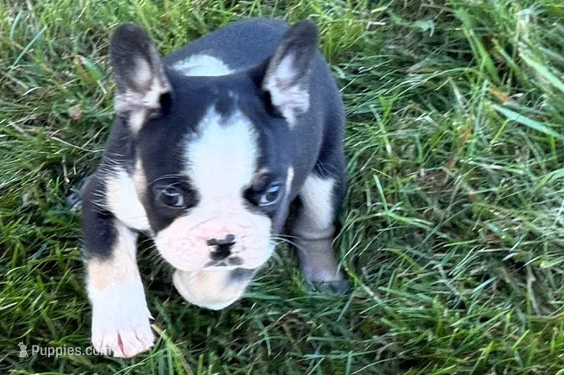 Cookie – French Bulldog puppy for sale in Sturgis, MI