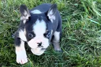 Cookie, a female French Bulldog for sale in Sturgis, MI – 1 of 10