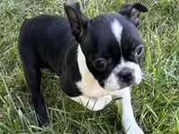 Daisy, a female Boston Terrier for sale in Sturgis, MI – 4 of 8