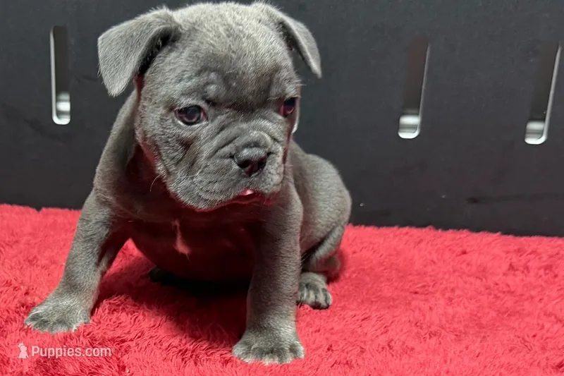 Lionel – French Bulldog puppy for sale in Sturgis, MI