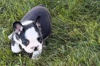 Cecil, a male French Bulldog for sale in Sturgis, MI – 4 of 9