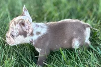 Albert , a male French Bulldog for sale in Sturgis, MI – 4 of 7