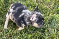 Clem, a male French Bulldog for sale in Sturgis, MI – 5 of 9