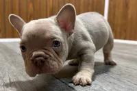 Prancer, a male French Bulldog for sale in Sturgis, MI – 8 of 9