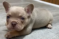 Prancer, a male French Bulldog for sale in Sturgis, MI – 2 of 9