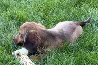 Moya , a female Dachshund for sale in Sturgis, MI – 10 of 10