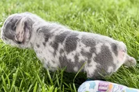Tank, a male French Bulldog for sale in Sturgis, MI – 9 of 10