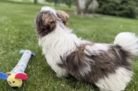 Sawyer, a male Shih Tzu for sale in Sturgis, MI – 9 of 9