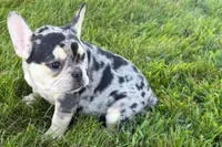 Abby, a female French Bulldog for sale in Sturgis, MI – 9 of 9