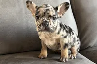 Navy, a female French Bulldog for sale in Sturgis, MI – Photo 2 of 10