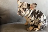 Navy, a female French Bulldog for sale in Sturgis, MI – Photo 9 of 10