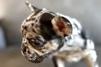 Navy, a female French Bulldog for sale in Sturgis, MI – Photo 5 of 10