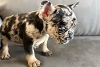 Navy, a female French Bulldog for sale in Sturgis, MI – Photo 10 of 10