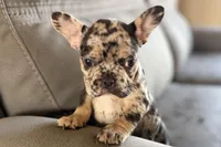 Navy, a female French Bulldog for sale in Sturgis, MI – Photo 7 of 10