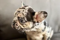 Navy, a female French Bulldog for sale in Sturgis, MI – Photo 4 of 10