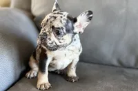 Navy, a female French Bulldog for sale in Sturgis, MI – Photo 3 of 10