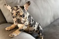 Navy, a female French Bulldog for sale in Sturgis, MI – Photo 8 of 10