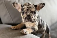 Navy, a female French Bulldog for sale in Sturgis, MI – Photo 6 of 10