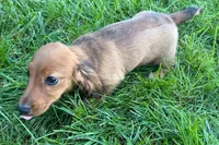Moya , a female Dachshund for sale in Sturgis, MI – 8 of 10