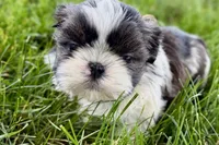 Vada, a female Shih Tzu for sale in Sturgis, MI – 2 of 10
