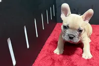 Luke, a male French Bulldog for sale in Sturgis, MI – 9 of 10