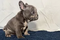 Flower, a female French Bulldog for sale in Sturgis, MI – 5 of 10