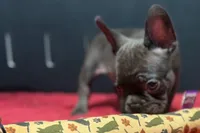 Donna , a female French Bulldog for sale in Sturgis, MI – 8 of 10