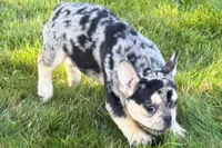 Abby, a female French Bulldog for sale in Sturgis, MI – 2 of 9