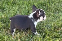 Clark, a male French Bulldog for sale in Sturgis, MI – 3 of 10
