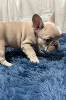 Charlie, a male French Bulldog for sale in Sturgis, MI – Photo 4 of 8