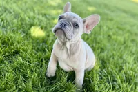 Charlie, a male French Bulldog for sale in Sturgis, MI – 4 of 10