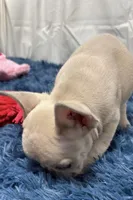 Charlie, a male French Bulldog for sale in Sturgis, MI – Photo 3 of 8