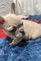 Charlie, a male French Bulldog for sale in Sturgis, MI – Photo 6 of 8