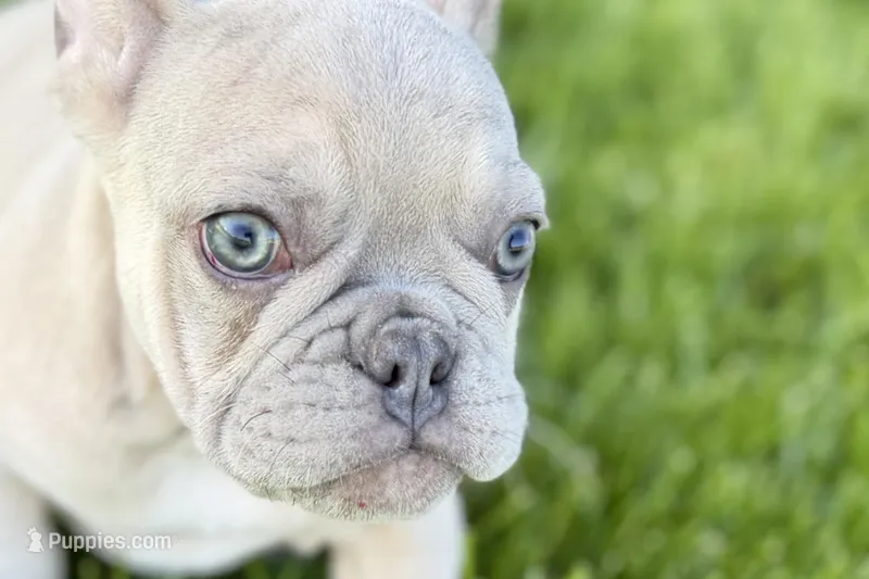 Charlie – French Bulldog puppy for sale in Sturgis, MI