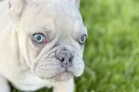 Charlie, a male French Bulldog for sale in Sturgis, MI – 1 of 10