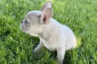 Charlie, a male French Bulldog for sale in Sturgis, MI – 3 of 10