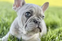 Charlie, a male French Bulldog for sale in Sturgis, MI – 8 of 10