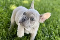 Charlie, a male French Bulldog for sale in Sturgis, MI – 2 of 10