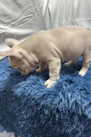 Charlie, a male French Bulldog for sale in Sturgis, MI – Photo 8 of 8