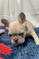 Charlie, a male French Bulldog for sale in Sturgis, MI – Photo 2 of 8