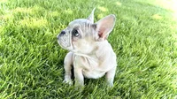 Charlie, a male French Bulldog for sale in Sturgis, MI – 7 of 10