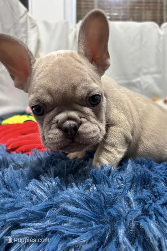 Charlie – French Bulldog puppy for sale in Sturgis, MI
