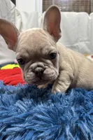 Charlie, a male French Bulldog for sale in Sturgis, MI – Photo 1 of 8