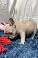 Charlie, a male French Bulldog for sale in Sturgis, MI – Photo 7 of 8